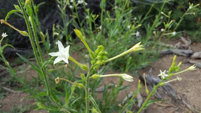 Nicotiana quadrivalvis, photographed by Amthinkia