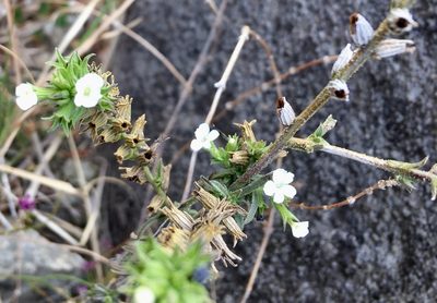 Buchnera pusilla, photographed by Andrew J. Crawford
