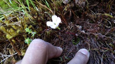 Pinguicula acuminata, photographed by Israel Guerrero
