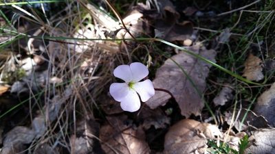 Pinguicula acuminata, photographed by Israel Guerrero