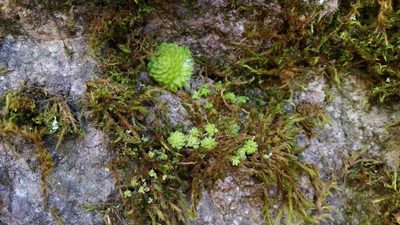 Pinguicula crassifolia, photographed by Israel Guerrero