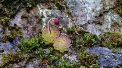 Pinguicula crassifolia, photographed by Israel Guerrero