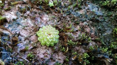 Pinguicula crassifolia, photographed by Israel Guerrero