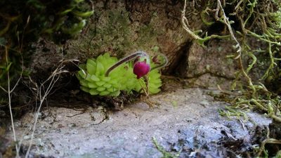 Pinguicula crassifolia, photographed by Israel Guerrero