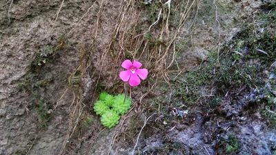 Pinguicula crassifolia, photographed by Israel Guerrero