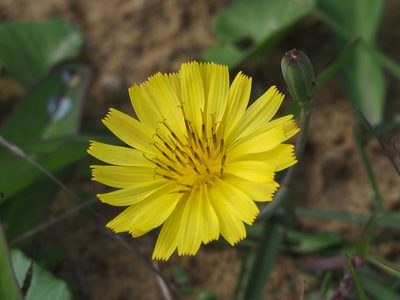Ixeris japonica, photographed by 葉子