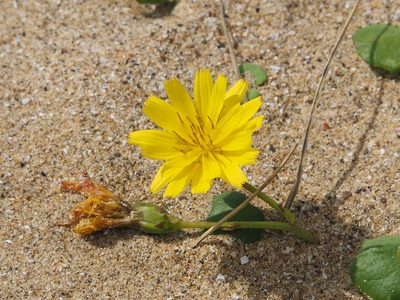 Ixeris repens, photographed by 葉子
