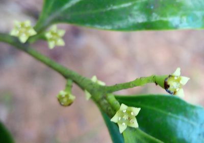 Dendrotrophe varians, photographed by WaiTsun Yeung