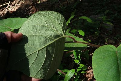 Actinidia chinensis, photographed by Duncan Cunningham