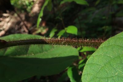 Actinidia chinensis