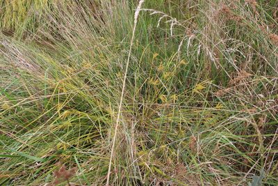 Carex maorica, photographed by Joe Potter Butler