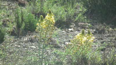 Bulbine abyssinica, photographed by Shaun Swanepoel