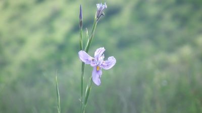 Moraea polystachya, photographed by Shaun Swanepoel