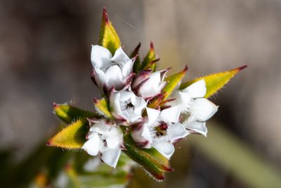 Euchaetis schlechteri, photographed by magriet b