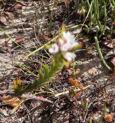 Euchaetis schlechteri, photographed by linkie