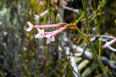 Erica jasminiflora, photographed by magriet b