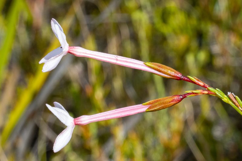 Erica jasminiflora, photographed by magriet b