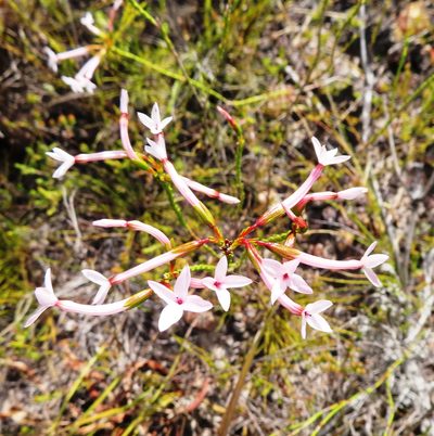 Erica jasminiflora, photographed by linkie