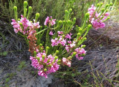 Erica longiaristata, photographed by linkie
