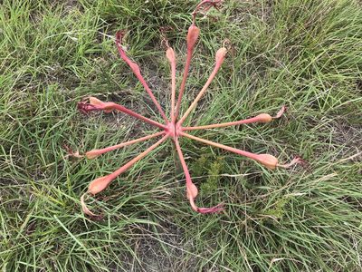 Brunsvigia litoralis, photographed by Andrew Gillespie