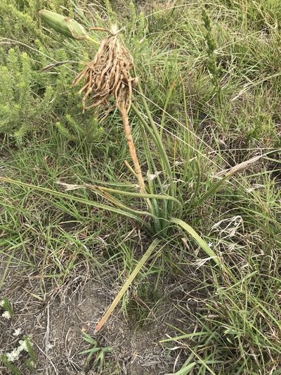 Aloe micracantha, photographed by Andrew Gillespie