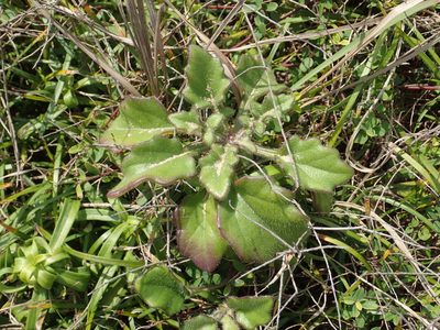 Gynura formosana, photographed by 葉子