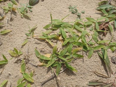 Thuarea involuta, photographed by 葉子