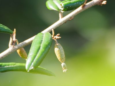 Elaeagnus formosana, photographed by 葉子