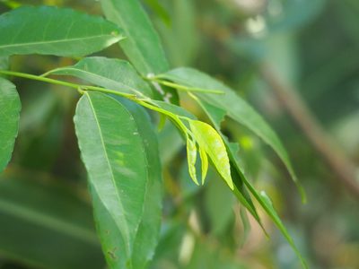 Putranjiva formosana, photographed by 葉子