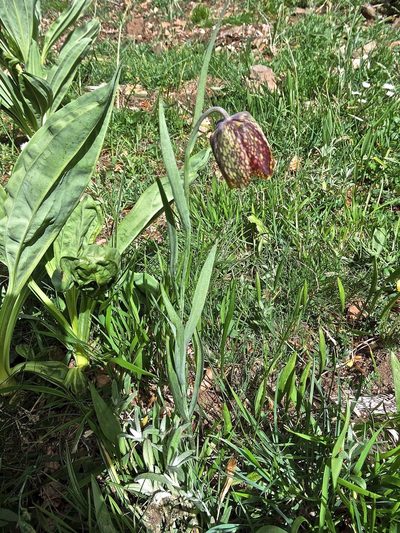 Fritillaria montana, photographed by Karsten Rohweder