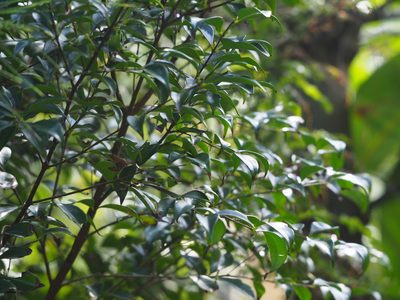 Decaspermum gracilentum, photographed by 葉子