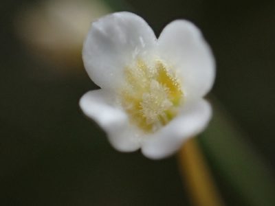 Mitrasacme pygmaea, photographed by 葉子