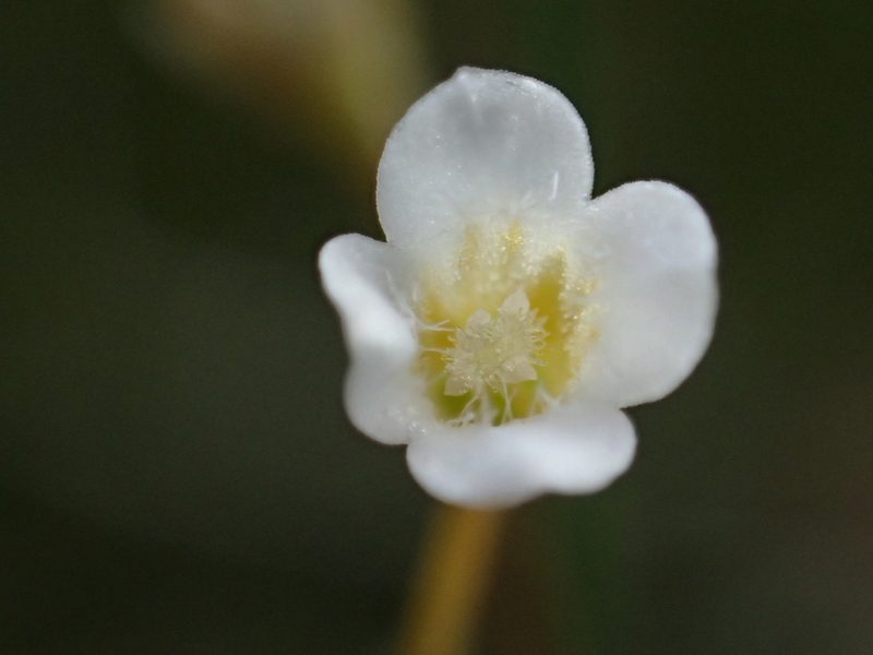 Mitrasacme pygmaea, photographed by 葉子