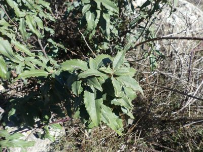 Cistus laurifolius, photographed by Valentin Moser