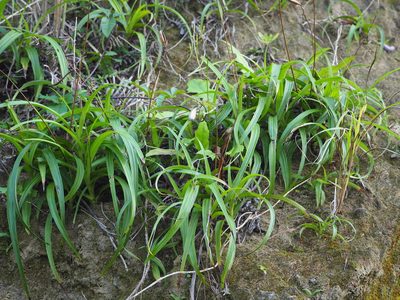 Bletilla formosana, photographed by 葉子