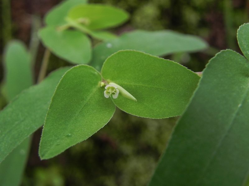 Euphorbia katrajensis, photographed by S.MORE