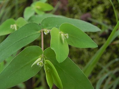 Euphorbia katrajensis, photographed by S.MORE