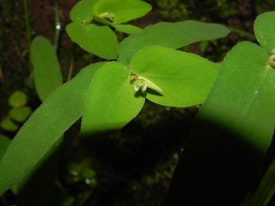 Euphorbia katrajensis, photographed by S.MORE