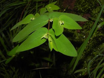 Euphorbia katrajensis, photographed by S.MORE