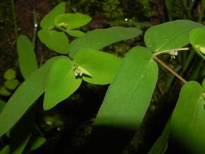 Euphorbia katrajensis, photographed by S.MORE