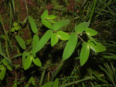 Euphorbia katrajensis, photographed by S.MORE