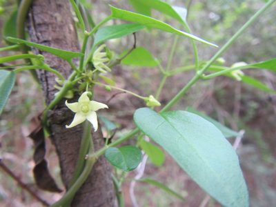 Vincetoxicum lycioides, photographed by douglaseustonbrown