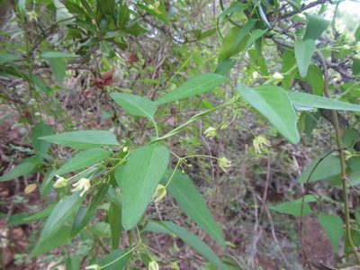 Vincetoxicum lycioides, photographed by douglaseustonbrown