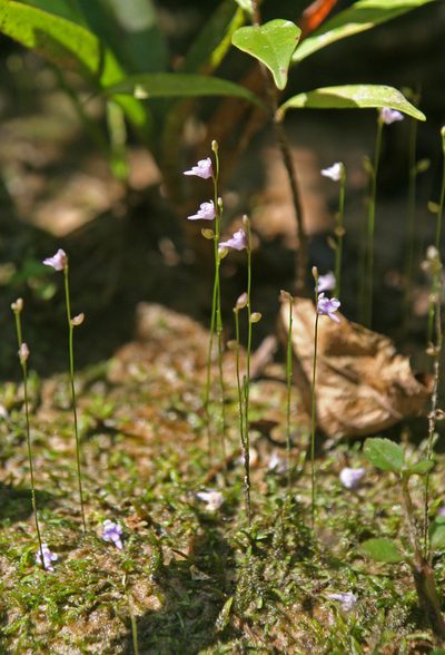 Utricularia geoffrayi, photographed by Oleg Kosterin
