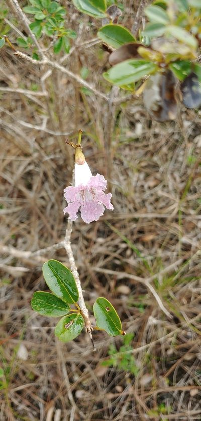 Tabebuia bahamensis, photographed by stinger