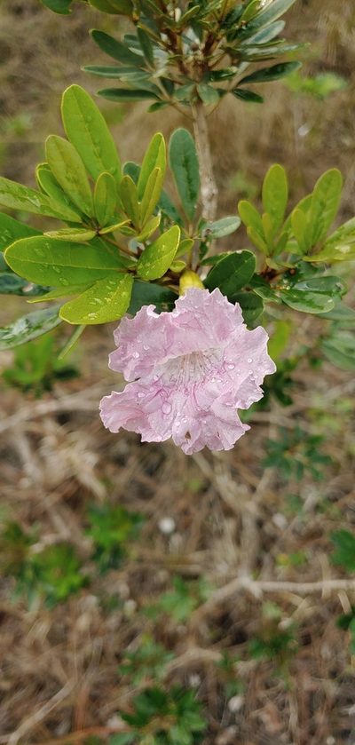 Tabebuia bahamensis, photographed by stinger