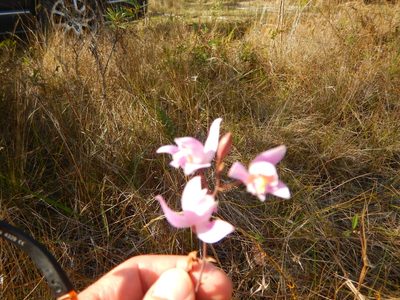 Bletia purpurea, photographed by stinger