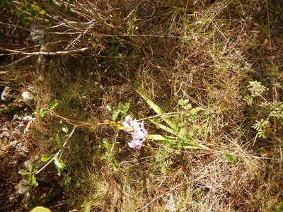Bletia purpurea, photographed by stinger