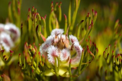 Serruria rostellaris, photographed by magriet b