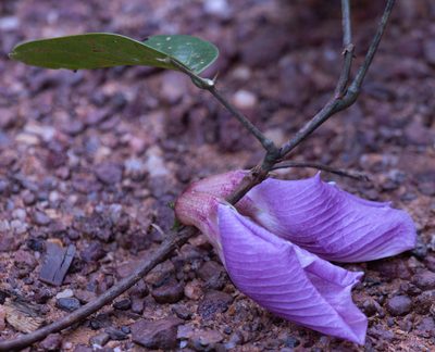 Clitoria sagotii, photographed by Gerry van Tonder